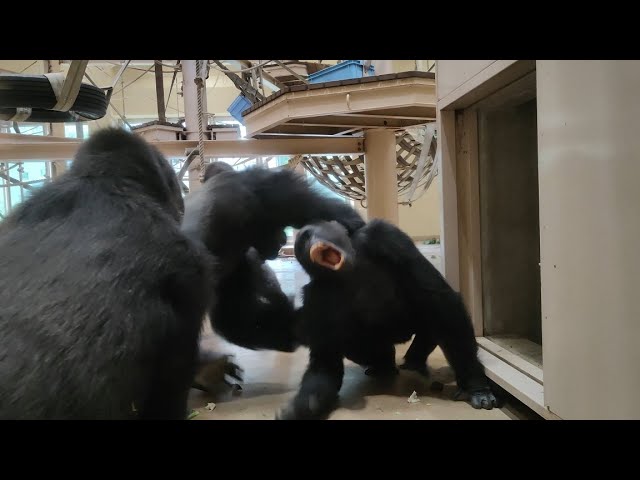 Shabani gets angry. Higashiyama Zoo Gorilla 202109 - YouTube