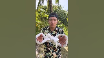 How To Climb A Coconut Tree Using A Towel 🥥 🌴