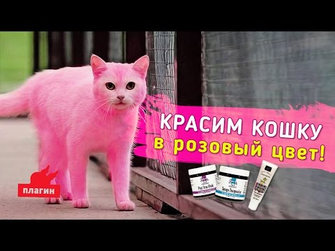 Вопрос: Что будет с собаками и кошками, если им обрезать усы?