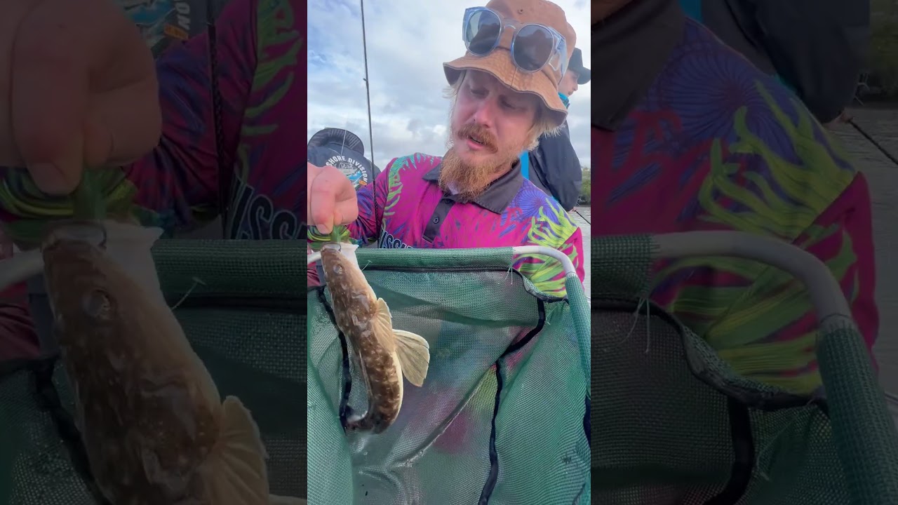 Platycephalus fuscus 