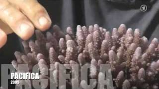 Coral Farming in Fiji