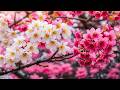 Cherry Blossoms in 4K 🌸 | Peaceful Spring Vibes