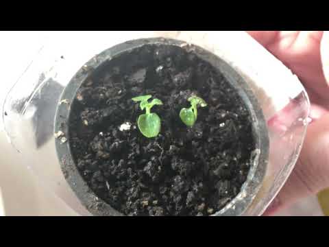 КИВИ как вырастить дома из семян ч 1 КОТЫ и ДАЧА КИВИ как вырастить дома из семян ч 1 КОТЫ и ДАЧА