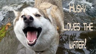 Exodia The Husky Loving The Water