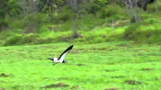 Southern Lapwing Flight and Sound (HD Stereo Sound) screenshot 5