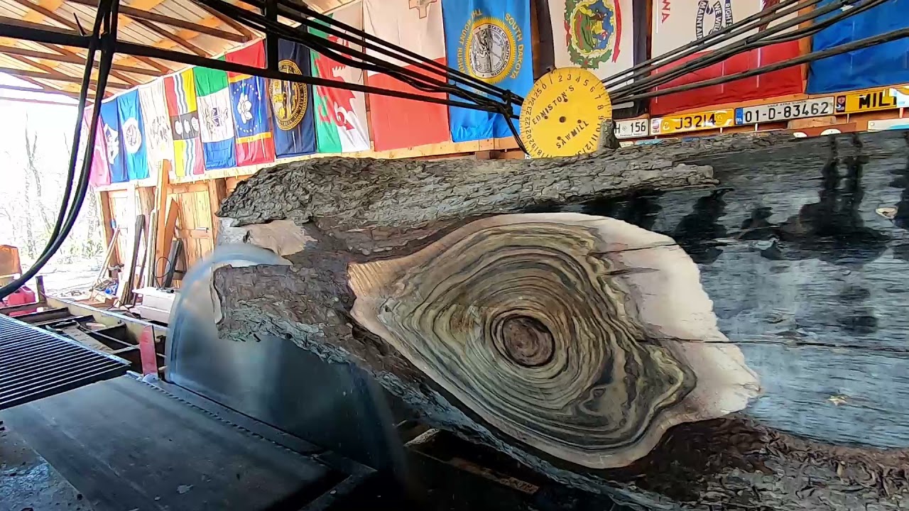 sawing a big walnut log # 244