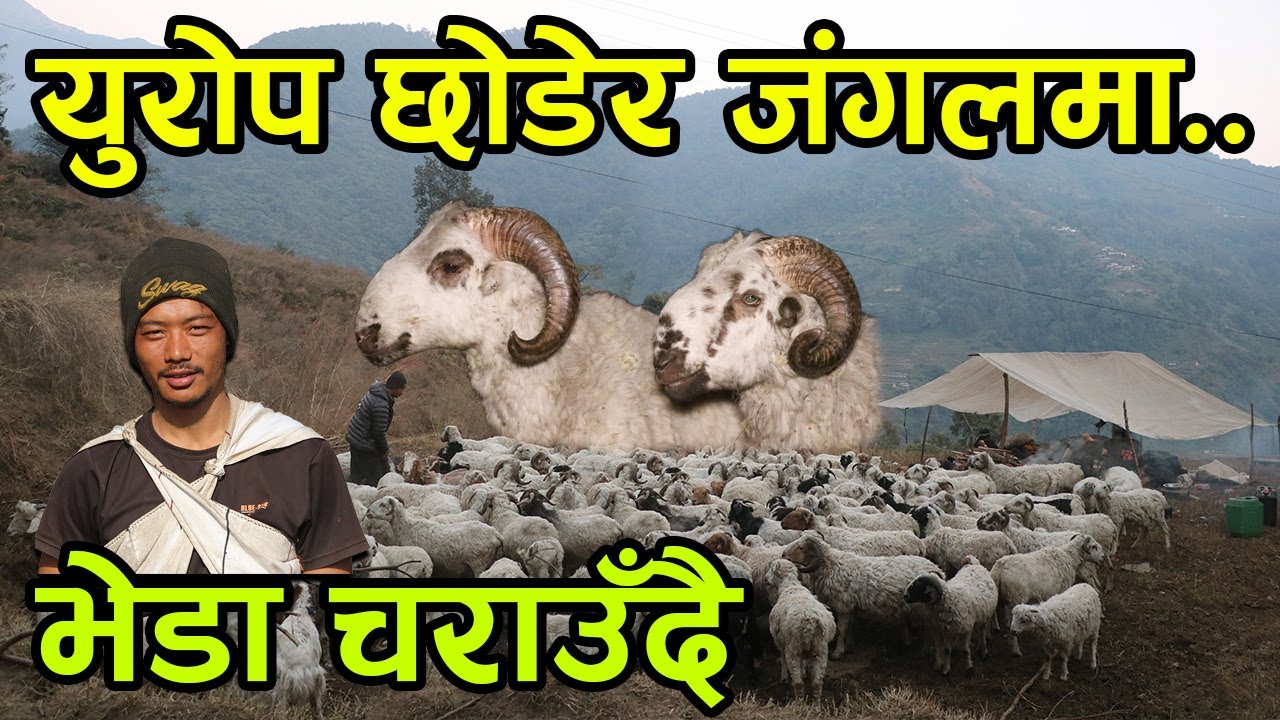 श्रीमतीसँग युरोप बस्न छोडेर भेडासँग जंगलमा बस्न थालेका युवा भन्छन्, भेडासँगै रात बित्छ ||kiranpaudel