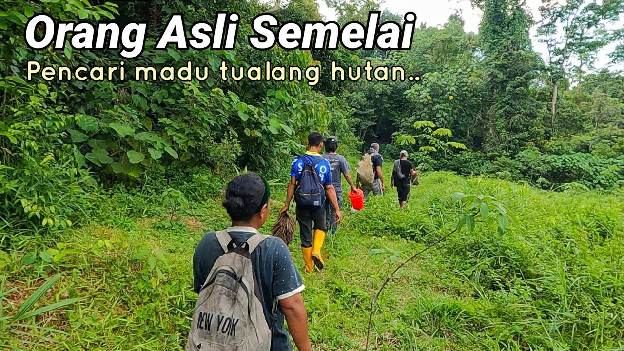 Orang Asli Semelai pencari madu tualang hutan.