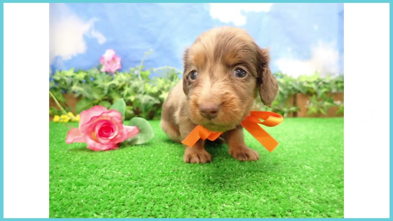 Coo&RIKU No.00736096 M・ダックスフンド - YouTube