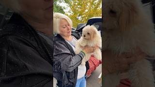 Собачий ринок Одеса Одесса котики цуценя #животные #милота #dog #dogs #счастье #собака #суперсобака