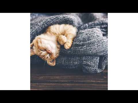 cat. Pop in the top doll. I love cats.😺😸