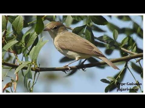 Curruca Mosquitera y Phytolaca Americana
