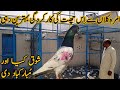 Position holder pigeons roof from amra kalan  kabootar bazi dostana pigeons