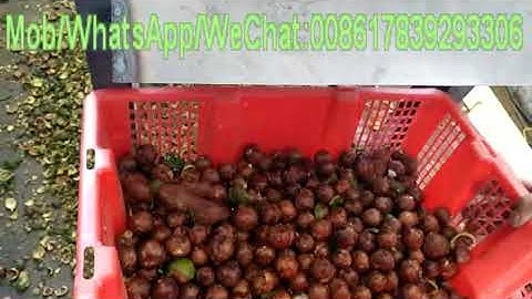 macadamia nut peeling machine