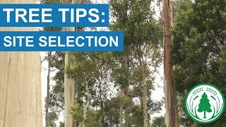 Tree Tips: Site Selection