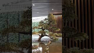 ต้นบอนไซดัดประดิษฐ์ขนาดใหญ่ พร้อมตกแต่งสวนหินสไตล์ญี่ปุ่น @The estelle phrom phong Sukhumvit 26