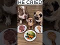he cried #funnydog #doggybestfriend #pets #myfriendsdog #cute #もちまる日記 #funny