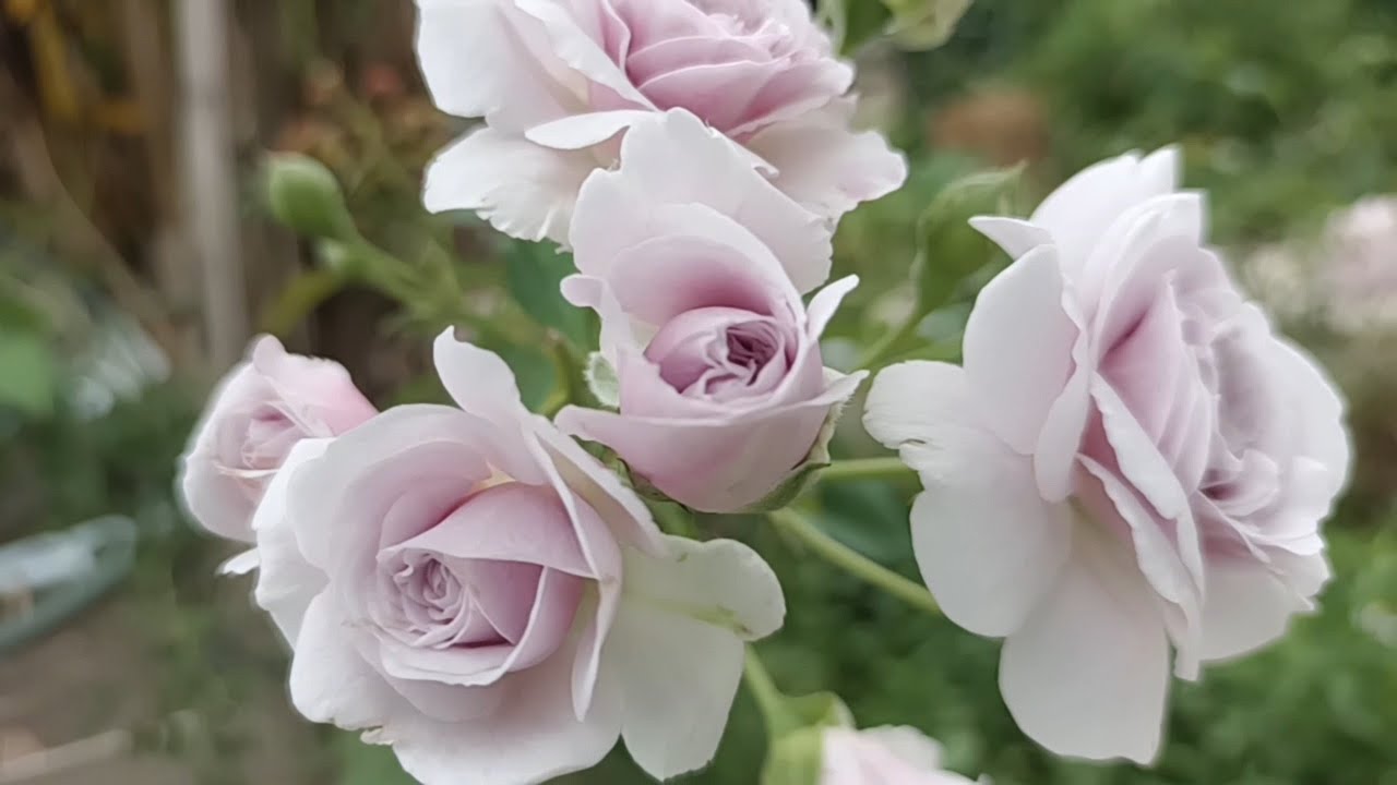 แนะนำกุหลาบเลื้อย เรนนี่บลู เรดแฟรี่ ปลูกง่าย เลี้ยงง่าย ดอกดกเป็นพวง in mini-rose Garden #มือใหม่