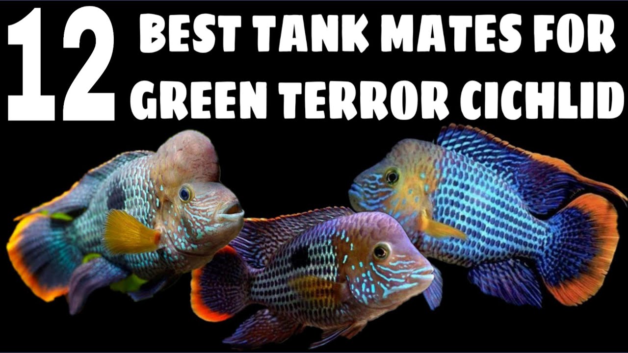 Most Suitable Tank Mates Green Terror Cichlid Fish Most Suitable Tank Mates Green Terror Cichlid Fish