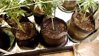 Realstyles Organic LED grow