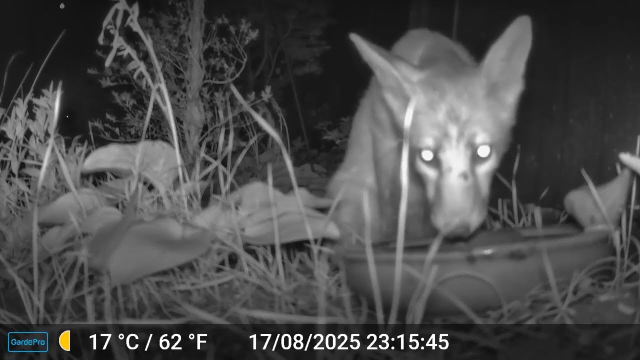 Fox having a drink of water on a warm UK summer night