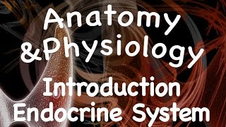 Uefateams.com-Anatomy & Physiology 2 : Anatomy and Physiology Lectures
