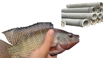 Câu Cá Ở CỐNG VÀ CÁI KẾT ( Tý Câu Cá )