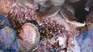 Starfish chasing abalone/paua
