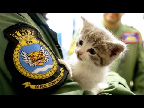 Video: „Pet Scoop“: „Cat“išgyvena automobilio bamperį, „Puppy Comforted in Sweet Video“
