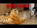 산책하고 돌아오니,거실에 호랑이가 있었다.진돗개 반응은?When I came back after a walk, there was a Fake tiger in  my home