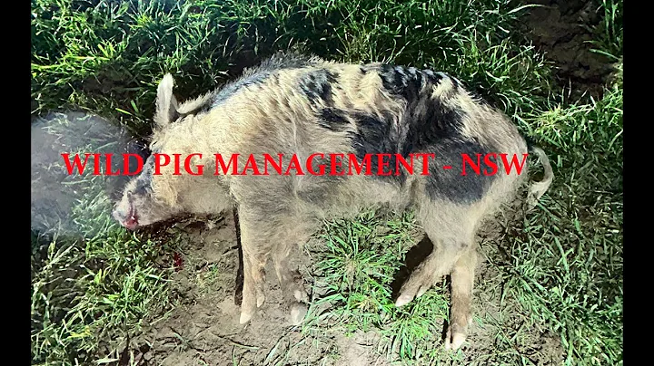 Wild Pig Management - NSW