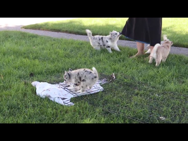 Baby video thumbnail