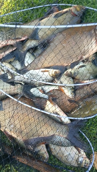 Лини!!!Лещи!!! Подписываемся))) #fishing #рыба #bigfish #рыбалка #рыба ...