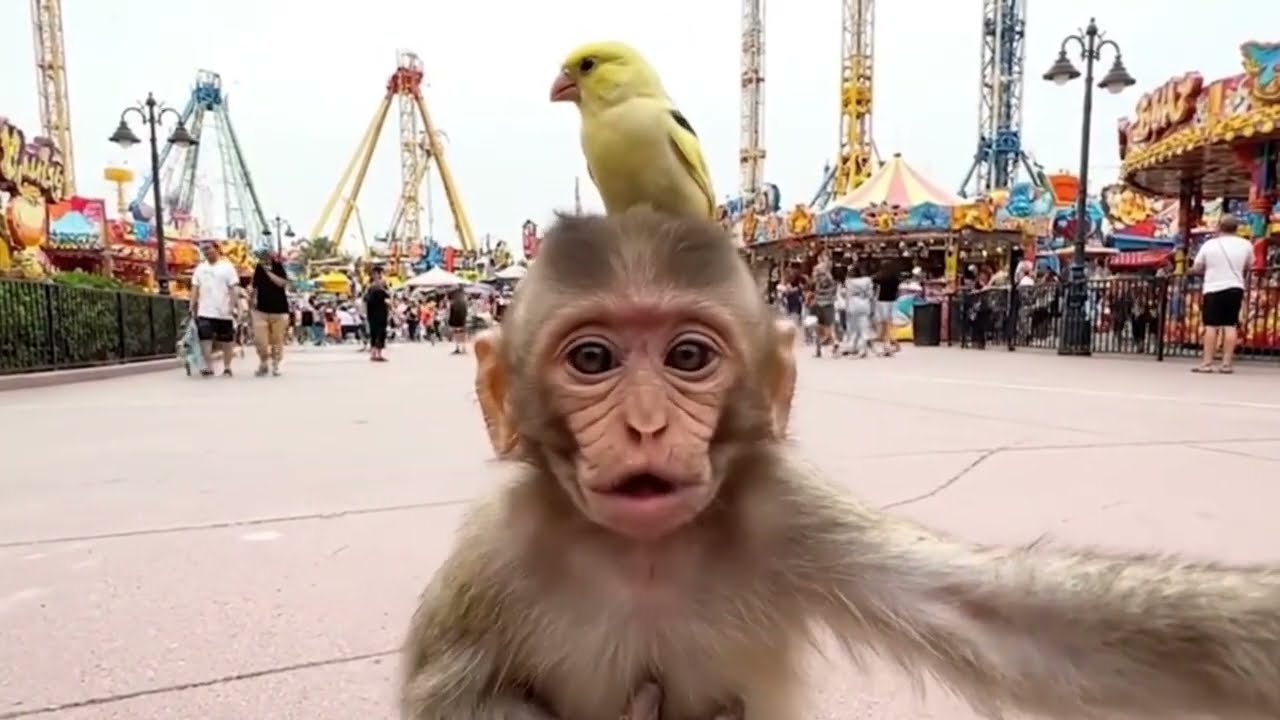 قصة قرد سام ملقب بمسمور #قرود #ضحك #السعودية  