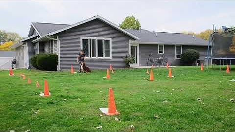 Ash - AKC Virtual Rally Novice - RNV4