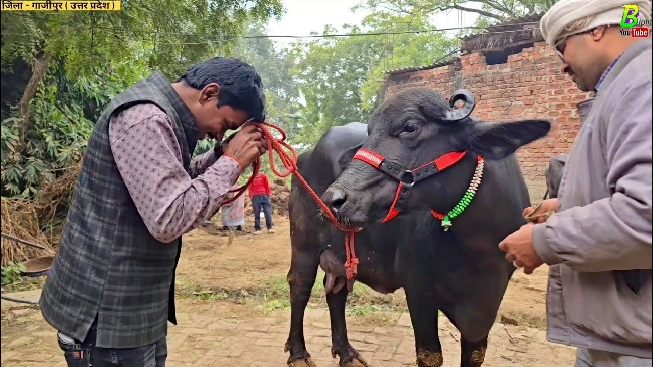आज गाजीपुर जिला से सबसे सुंदर मुर्रा भैंस बिक कर जा रही है बिहार में | Murrah Bhains Farm | Buffalo