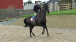 Bugsy jumping March 2017