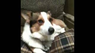 Tired little corgi boy Tired little corgi boy