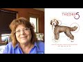 Simplifying Dog Grooming with The Theory of Five