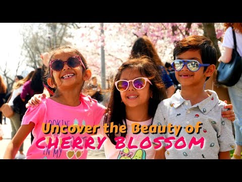 Video: Come godersi il National Cherry Blossom Festival a Washington, DC