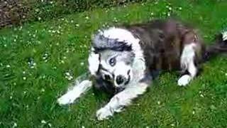 can a dog die from vestibular disease