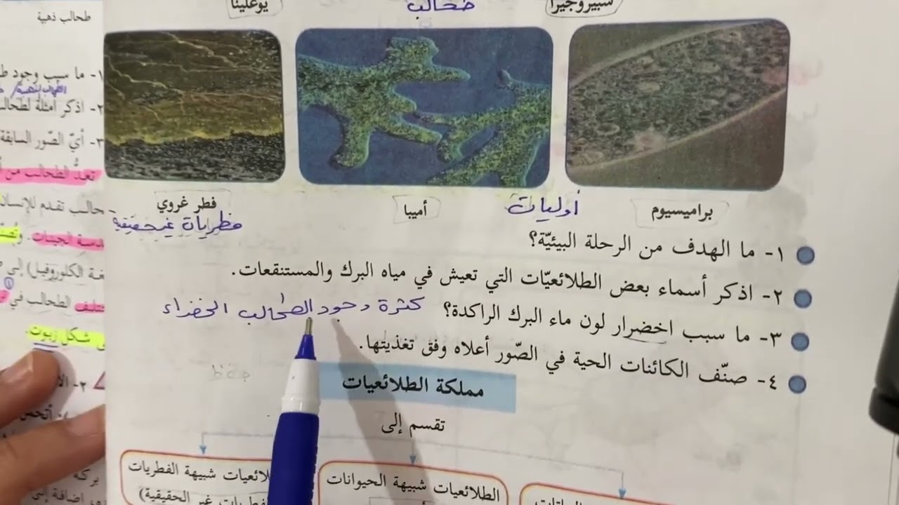 شرح درس ممالك البدائيات والطلائعيات والفطريات علوم الصف الثامن