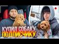 ДАНИЛА ГОРИЛЛА ПОКУПАЕТ СОБАКУ ДЛЯ ПОДПИСЧИКА | САМЫЙ МИЛЫЙ СТРИМ
