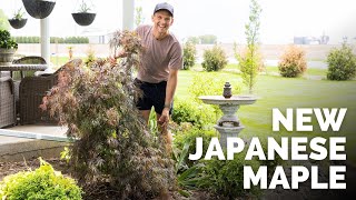 Making Room for a New Japanese Maple Tree + Planting Ginger & Turmeric | Gardening with Wyse Guide