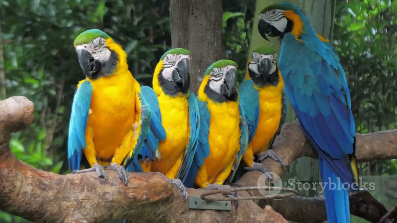 Amazonian Wonders: Discovering Ecuador's Rainforest Animals 