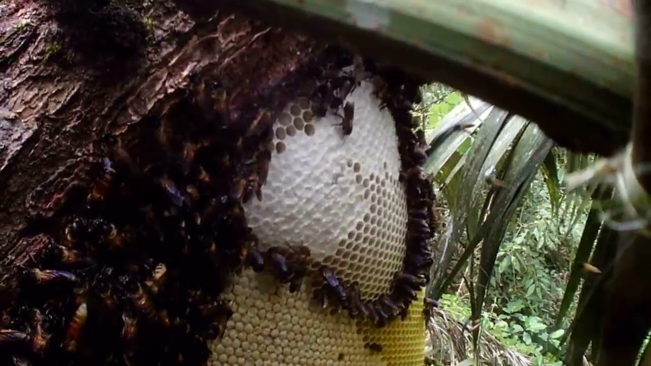 Peroses pemanennan madu di pohon pinus langsung manjat ngais#survival #vlog #maduodeng #hutan 