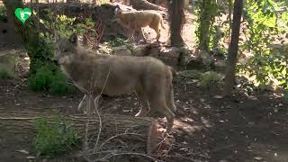 Nuovi Arrivi Al Bioparco Di Roma Ecco Quattro Giovani Lupi Grigi Eurasiatici