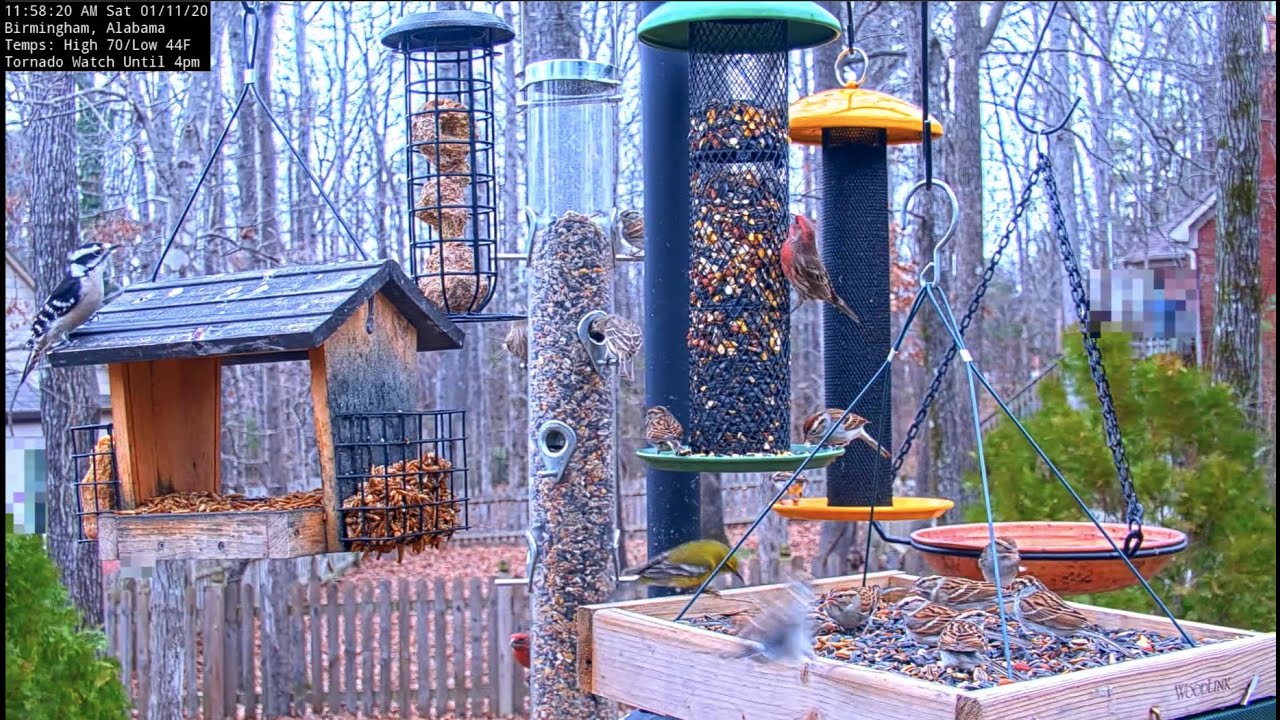 Bird Identification at Alabama Bird Feeder Cam Jan. 11, 2020 YouTube