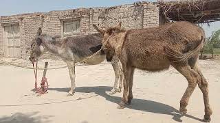 Power full donkey breeding seen power full video 