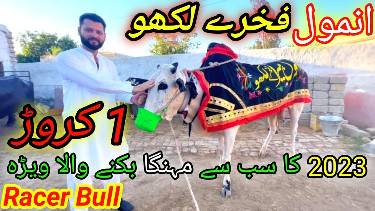 racer bull Anmol | racer bull in pakistan | racer bull 2023